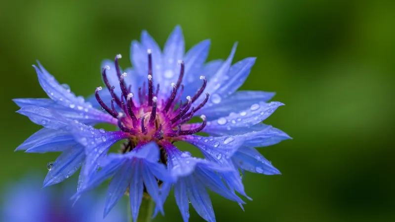 Centaurea Cyanus La Fleur Pour La Concentration